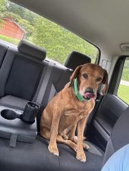 Found/Stray Male Dog last seen Blockhouse Road near Sam James intersection, Maryville, TN 37803