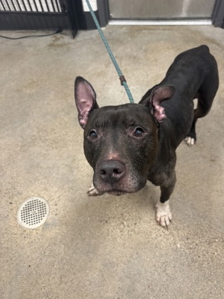 Shelter Stray Male Dog last seen Near W 28, 2nd District, OH, 9203 Detroit Ave, Cleveland, OH 44102, USA