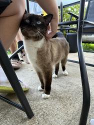 Found/Stray Male Cat last seen University City Blvd, Charlotte, NC 28213