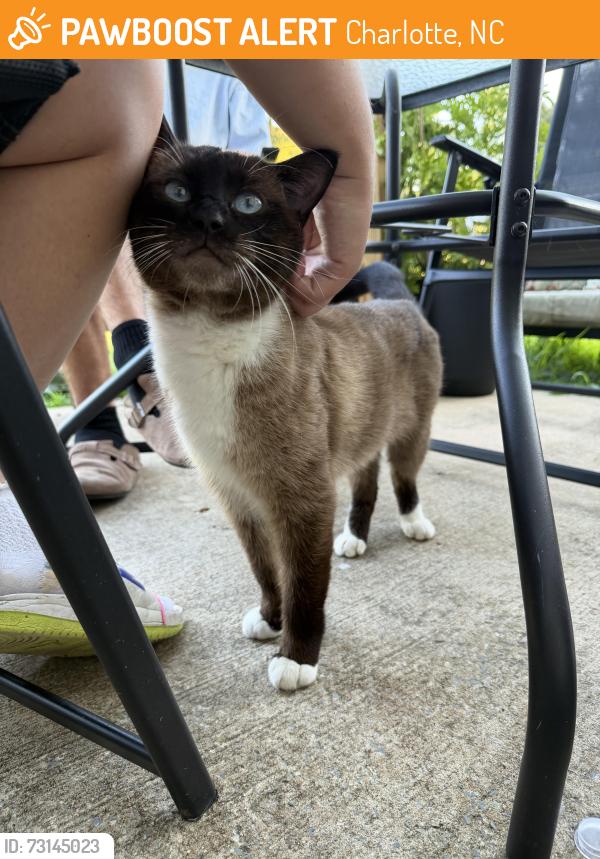 Found/Stray Male Cat last seen University City Blvd, Charlotte, NC 28213