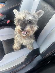 Found/Stray Unknown Dog last seen Camp David St& Monticello, Mesquite, TX 75149
