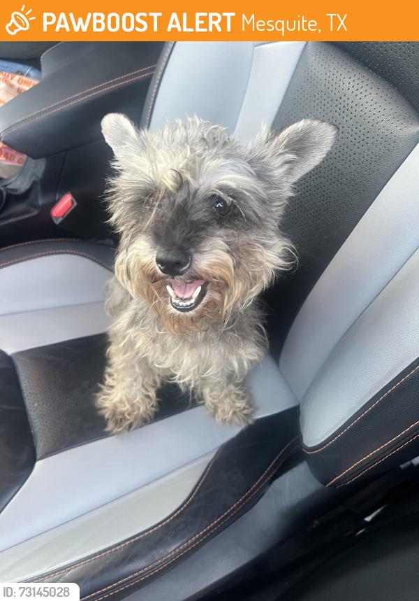Found/Stray Unknown Dog last seen Camp David St& Monticello, Mesquite, TX 75149