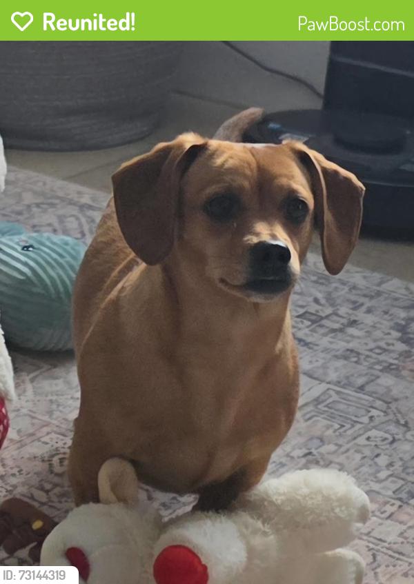 Reunited Female Dog last seen Peavine Hollow Road, Crozet, VA 22932