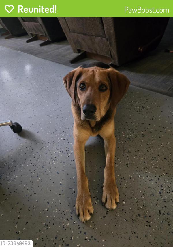 Reunited Male Dog last seen Near S 2200 W, Bluffdale, UT 84065