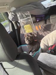 Reunited Male Dog last seen Near Cochise Dr, Acworth, GA 30102, USA, Acworth, GA 30102