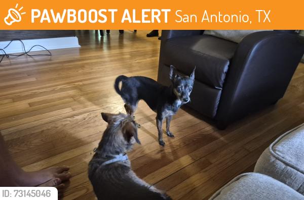 Found/Stray Female Dog last seen Vance Jackson and storeywood, San Antonio, TX 78213
