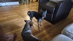 Found/Stray Female Dog last seen Vance Jackson and storeywood, San Antonio, TX 78213