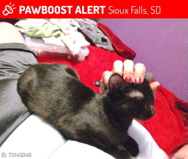 Lost Female Cat last seen Avera hosp, Sioux Falls, SD 57105