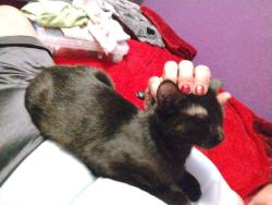 Lost Female Cat last seen Avera hosp, Sioux Falls, SD 57105