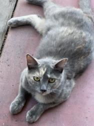 Found/Stray Unknown Cat last seen 4th Street and East Crescent Drive, San Rafael, CA 94901