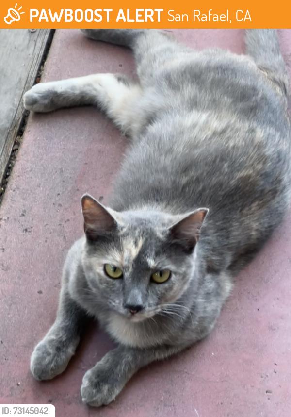 Found/Stray Unknown Cat last seen 4th Street and East Crescent Drive, San Rafael, CA 94901