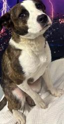 Found/Stray Unknown Dog last seen Located at Rockdale County Animal Service, 1506 Rockbridge Road, Conyers, GA 30012, Conyers, GA 30012