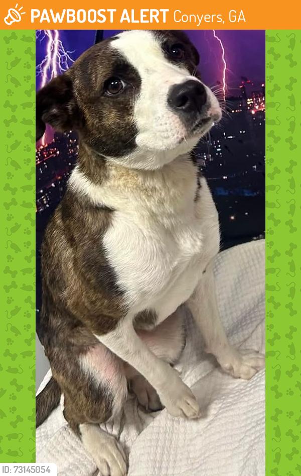 Found/Stray Unknown Dog last seen Located at Rockdale County Animal Service, 1506 Rockbridge Road, Conyers, GA 30012, Conyers, GA 30012