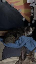 Reunited Male Dog last seen McDowell and 74th Street, Scottsdale, AZ 85257