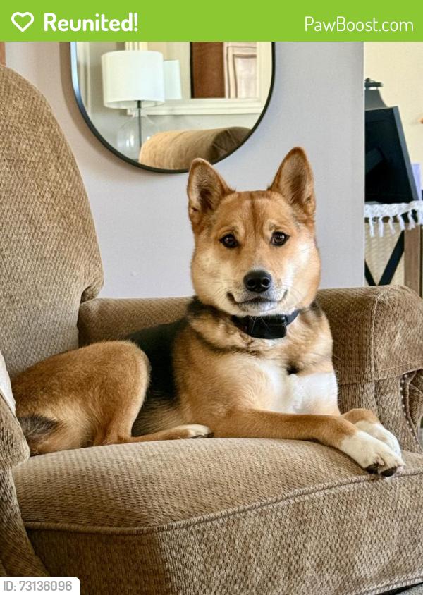 Reunited Female Dog last seen Brookfield Dr, Springfield Dr, Richmond Rd- Fleetwood, PA, Fleetwood, PA 19522
