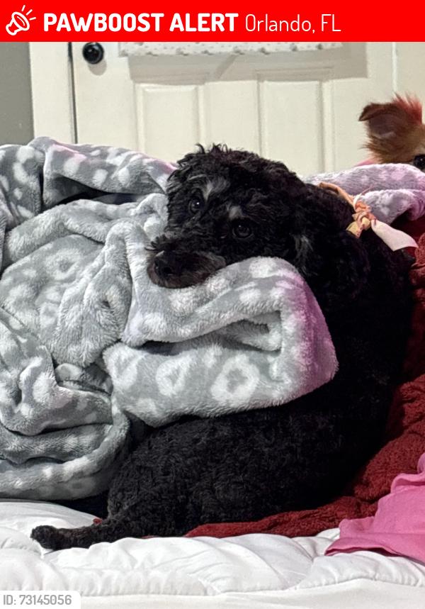Lost Male Dog last seen Ucf, Orlando, FL 32804