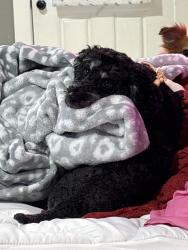 Lost Male Dog last seen Ucf, Orlando, FL 32804
