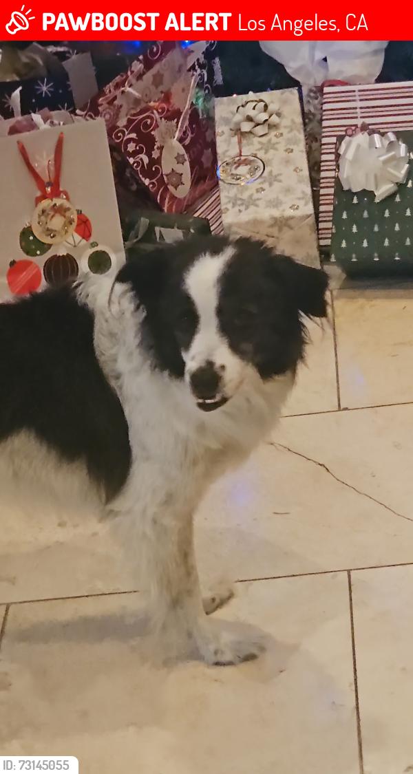 Lost Female Dog last seen Starbucks and market and ice cream shop near Vibrato restaurant, Los Angeles, CA 90012