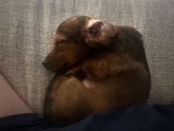 Lost Male Dog last seen Camden fair lake apmts building 12563, Fairfax, VA 22033