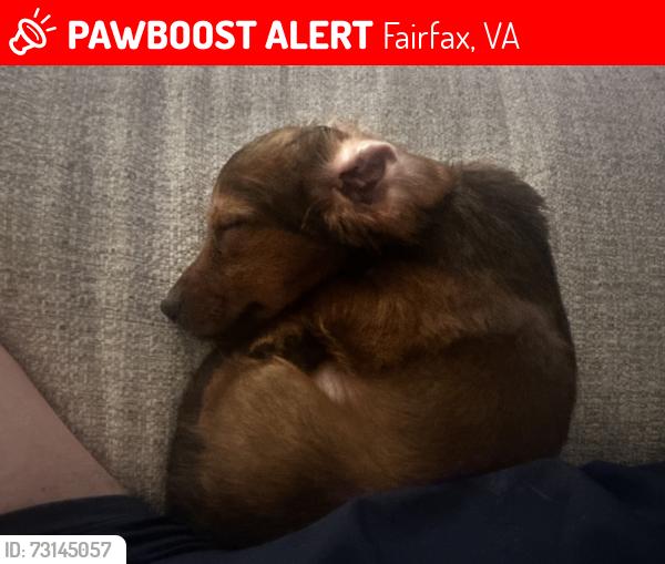 Lost Male Dog last seen Camden fair lake apmts building 12563, Fairfax, VA 22033