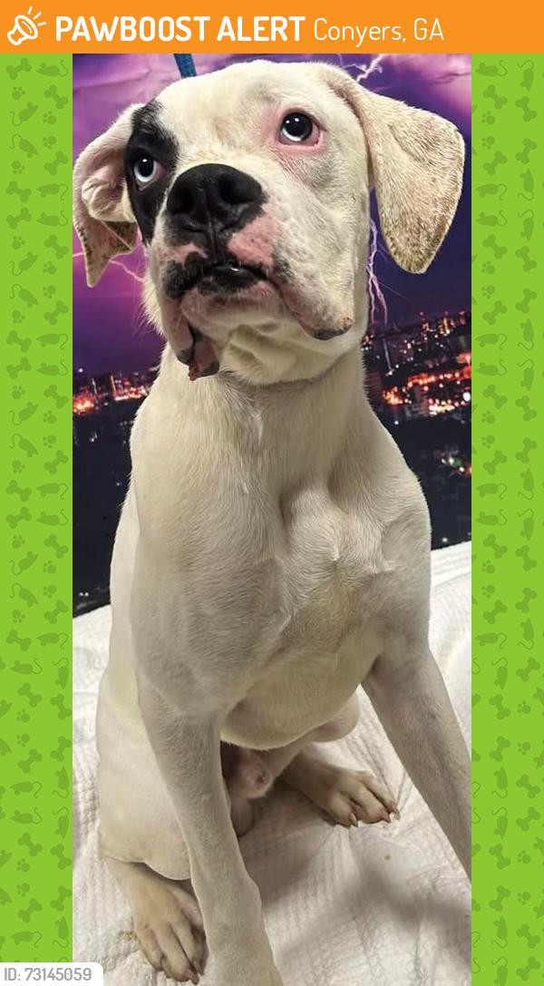 Found/Stray Unknown Dog last seen Located at Rockdale County Animal Service, 1506 Rockbridge Road, Conyers, GA 30012, Conyers, GA 30012