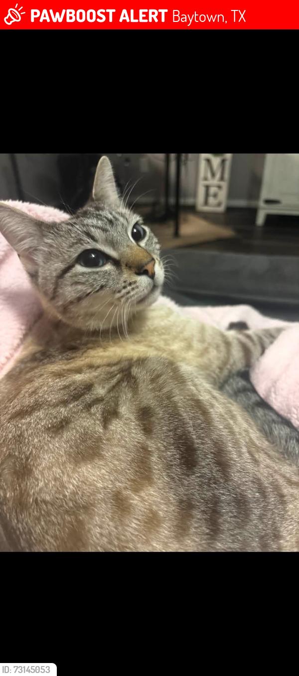 Lost Male Cat last seen Sesame and Cinnamon Lake, Baytown, TX 77521