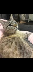 Lost Male Cat last seen Sesame and Cinnamon Lake, Baytown, TX 77521