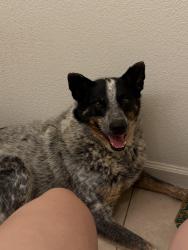 Lost Female Dog last seen Tyler mall, Riverside, CA 92501