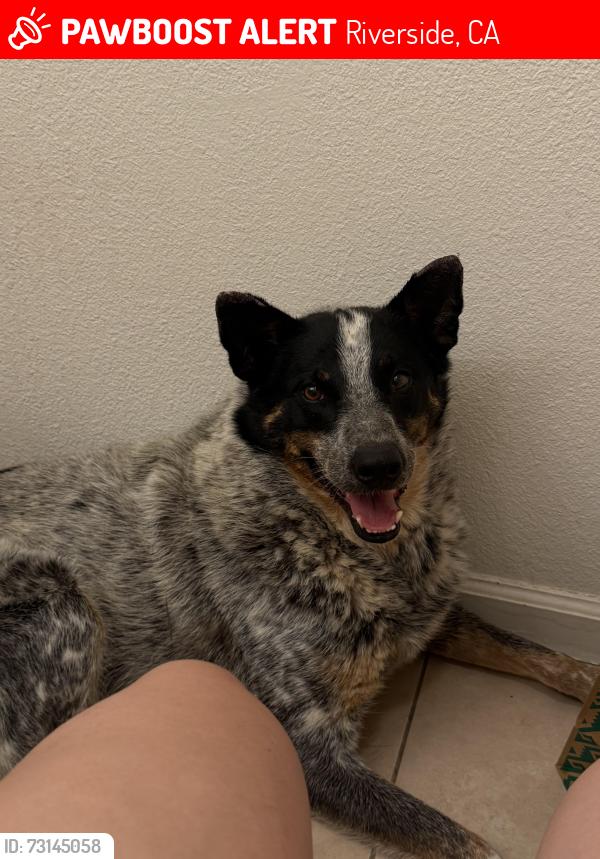 Lost Female Dog last seen Tyler mall, Riverside, CA 92501
