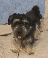 Reunited Male Dog last seen Shearers Road and Springtime Lane, Mooresville, NC 28115
