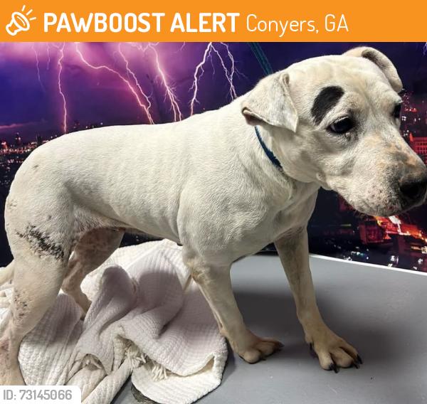 Found/Stray Unknown Dog last seen Located at Rockdale County Animal Service, 1506 Rockbridge Road, Conyers, GA 30012, Conyers, GA 30012