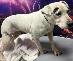 Found/Stray Unknown Dog last seen Located at Rockdale County Animal Service, 1506 Rockbridge Road, Conyers, GA 30012, Conyers, GA 30012