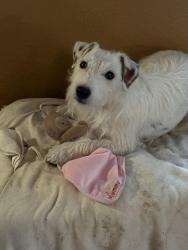 Reunited Female Dog last seen Marcena, El Paso, TX 79912