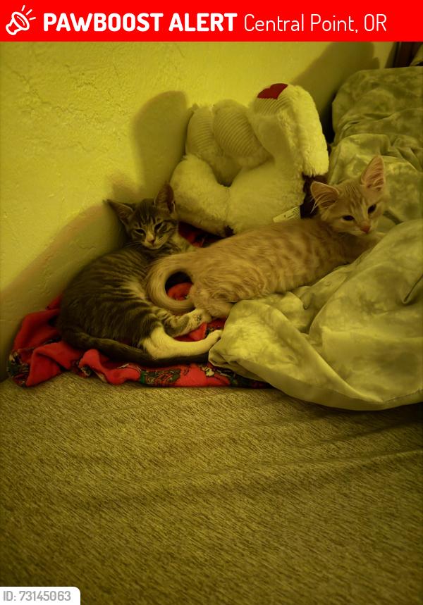 Lost Male Cat last seen Grant & New Ray, Central Point, OR 97502