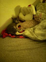Lost Male Cat last seen Grant & New Ray, Central Point, OR 97502