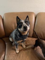Lost Male Dog last seen Escaped my backyard, Arlington, TX 76010