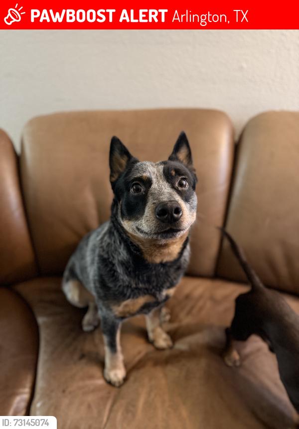 Lost Male Dog last seen Escaped my backyard, Arlington, TX 76010