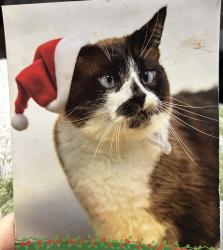 Reunited Male Cat last seen Walter E Hall ball fields, Everett, WA 98204
