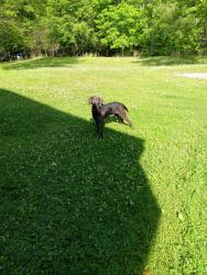 Lost Male Dog last seen Haysi va, Haysi, VA 24256