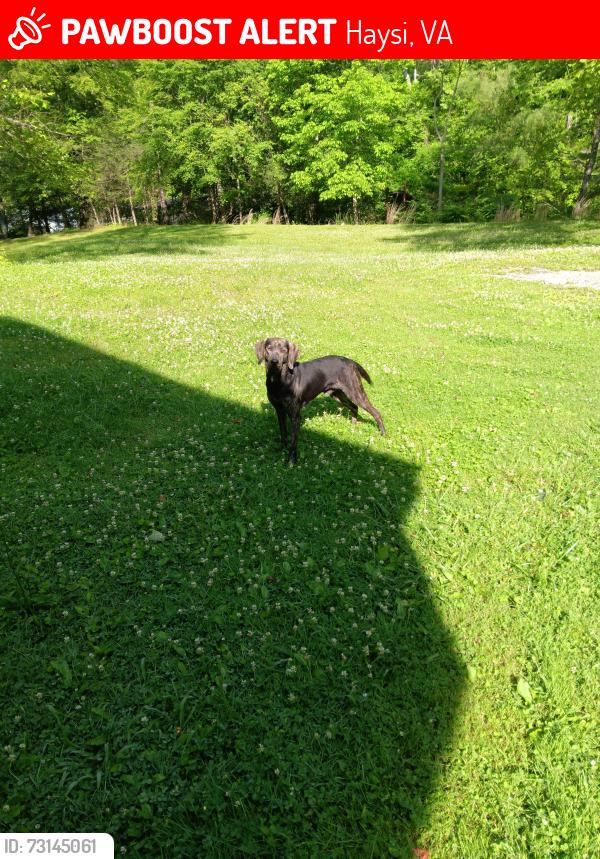 Lost Male Dog last seen Haysi va, Haysi, VA 24256