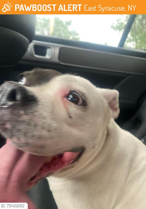 Found/Stray Female Dog last seen Near the Elementary school on Kinne in East Syracuse, East Syracuse, NY 13057
