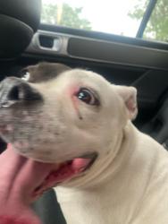 Found/Stray Female Dog last seen Near the Elementary school on Kinne in East Syracuse, East Syracuse, NY 13057