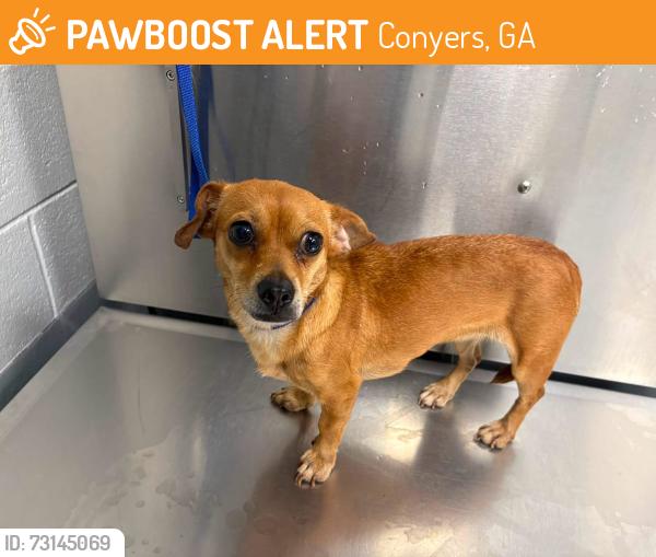 Found/Stray Unknown Dog last seen Located at Rockdale County Animal Service, 1506 Rockbridge Road, Conyers, GA 30012, Conyers, GA 30012