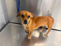 Found/Stray Unknown Dog last seen Located at Rockdale County Animal Service, 1506 Rockbridge Road, Conyers, GA 30012, Conyers, GA 30012