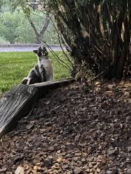 Found/Stray Unknown Cat last seen 19th and Uintah, Colorado Springs, CO 80904