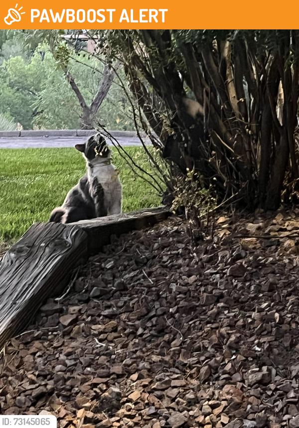 Found/Stray Unknown Cat last seen 19th and Uintah, Colorado Springs, CO 80904
