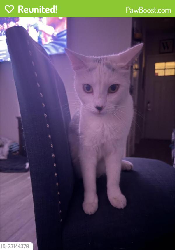 Reunited Female Cat last seen Near washing center parkway, Thornton, CO 80241