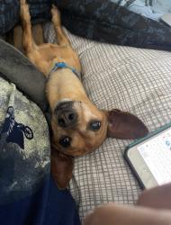 Reunited Female Dog last seen Woolridge Way (Hammett’s Crossing, Greer), Greer, SC 29650