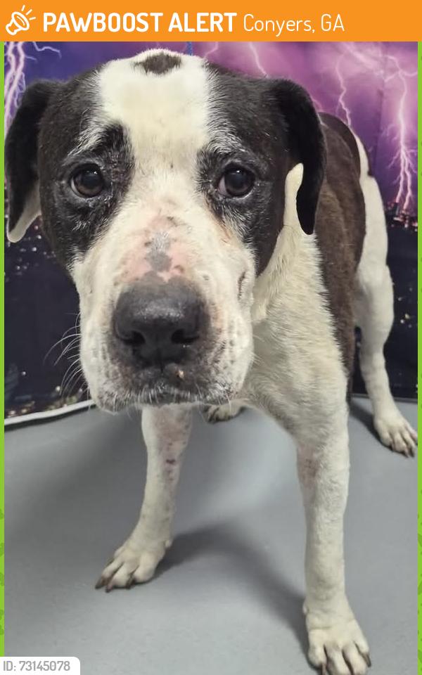 Found/Stray Unknown Dog last seen Located at Rockdale County Animal Service, 1506 Rockbridge Road, Conyers, GA 30012, Conyers, GA 30012