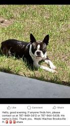 Reunited Male Dog last seen Scottboro Weeki Wachee, Hernando County, FL 34614